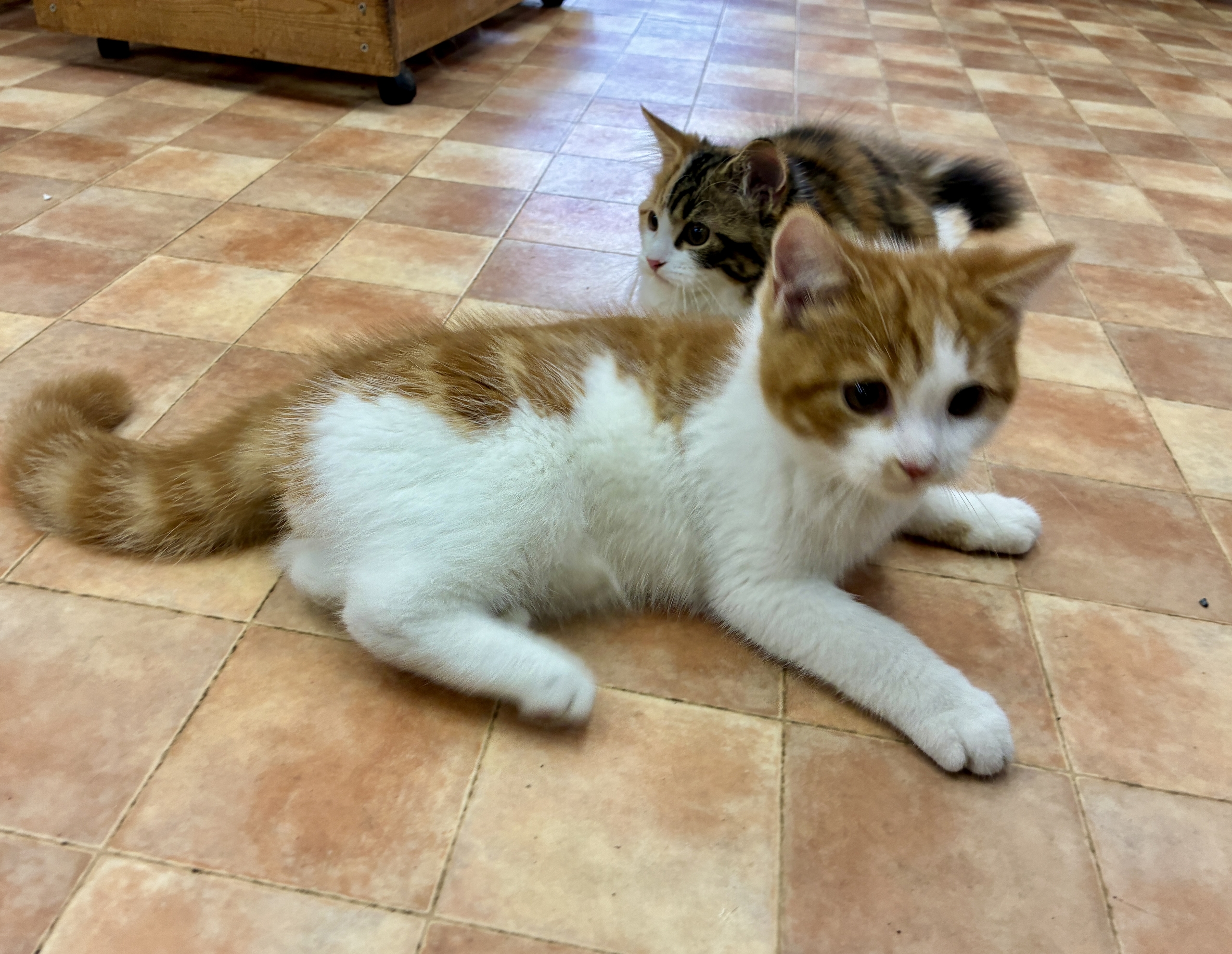 スコティッシュフォールド