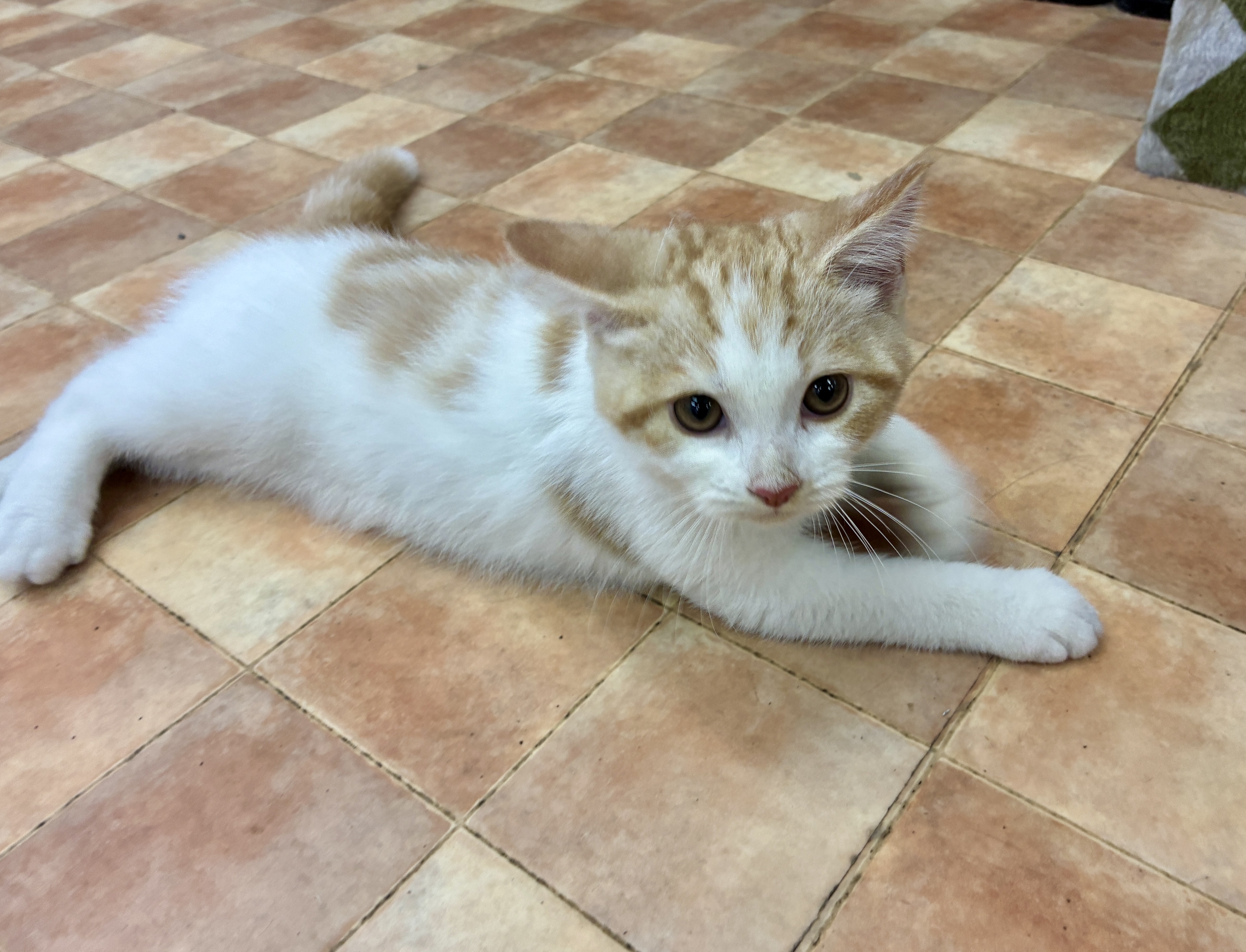 スコティッシュフォールド