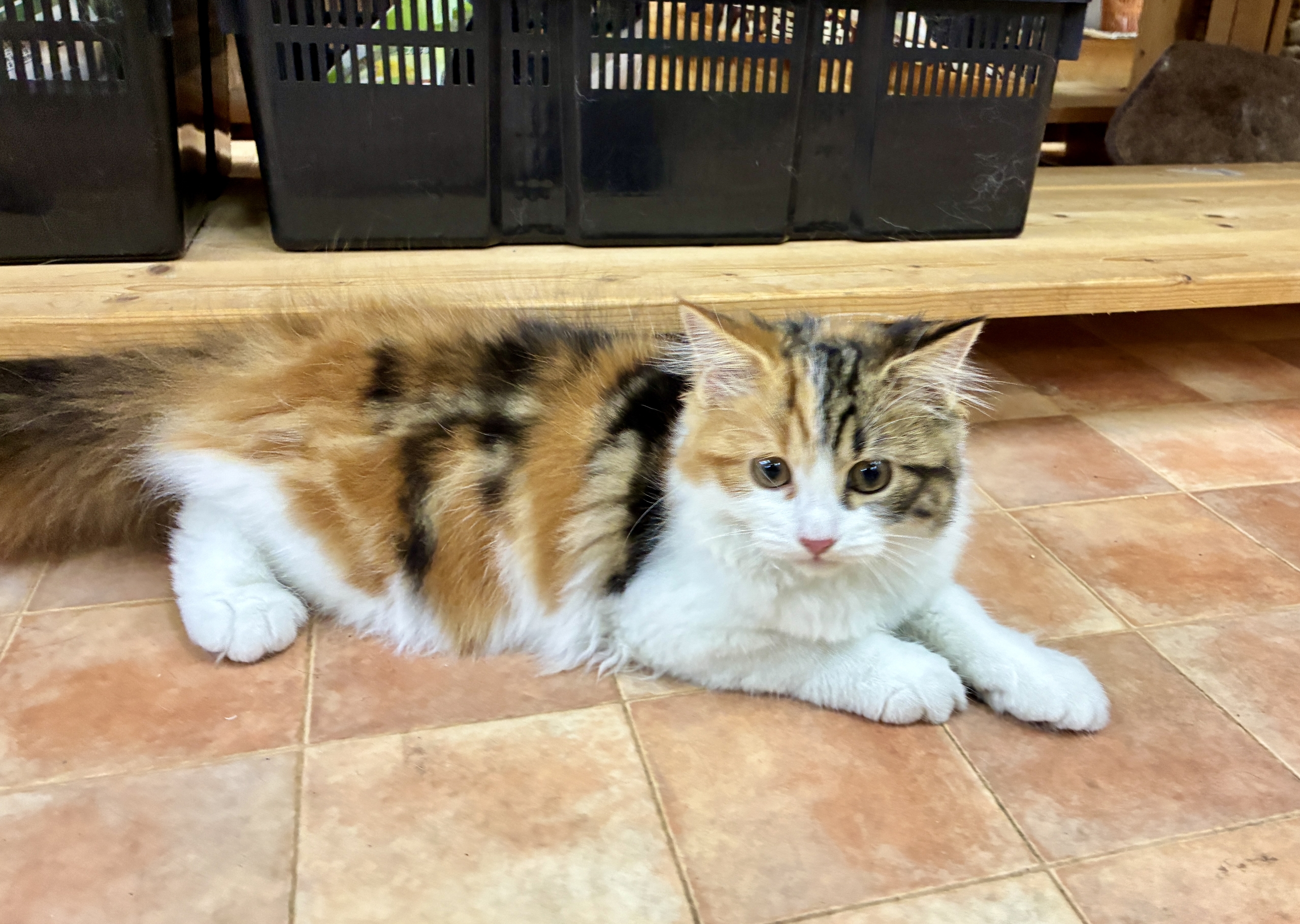 スコティッシュフォールド