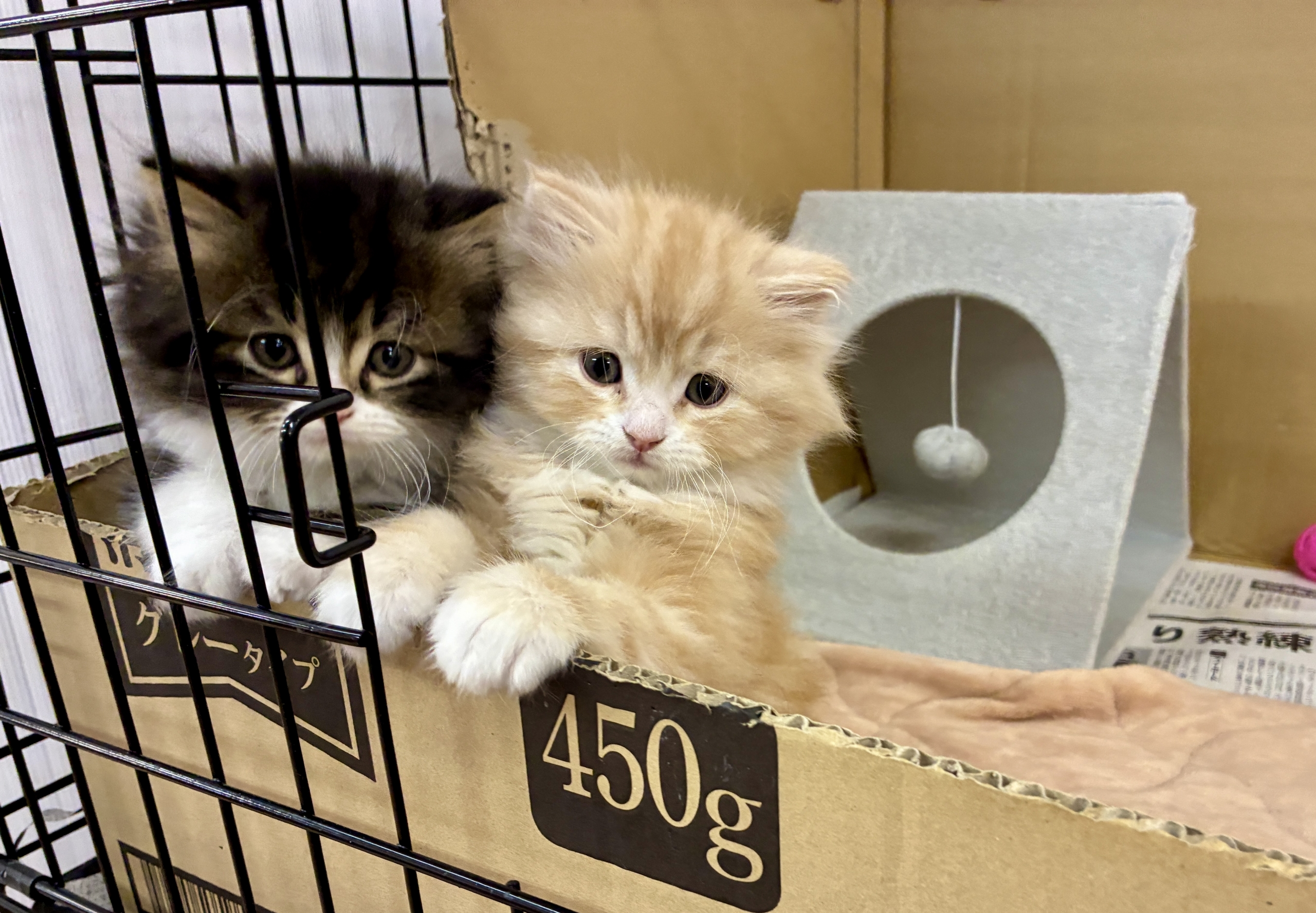 スコティッシュフォールド