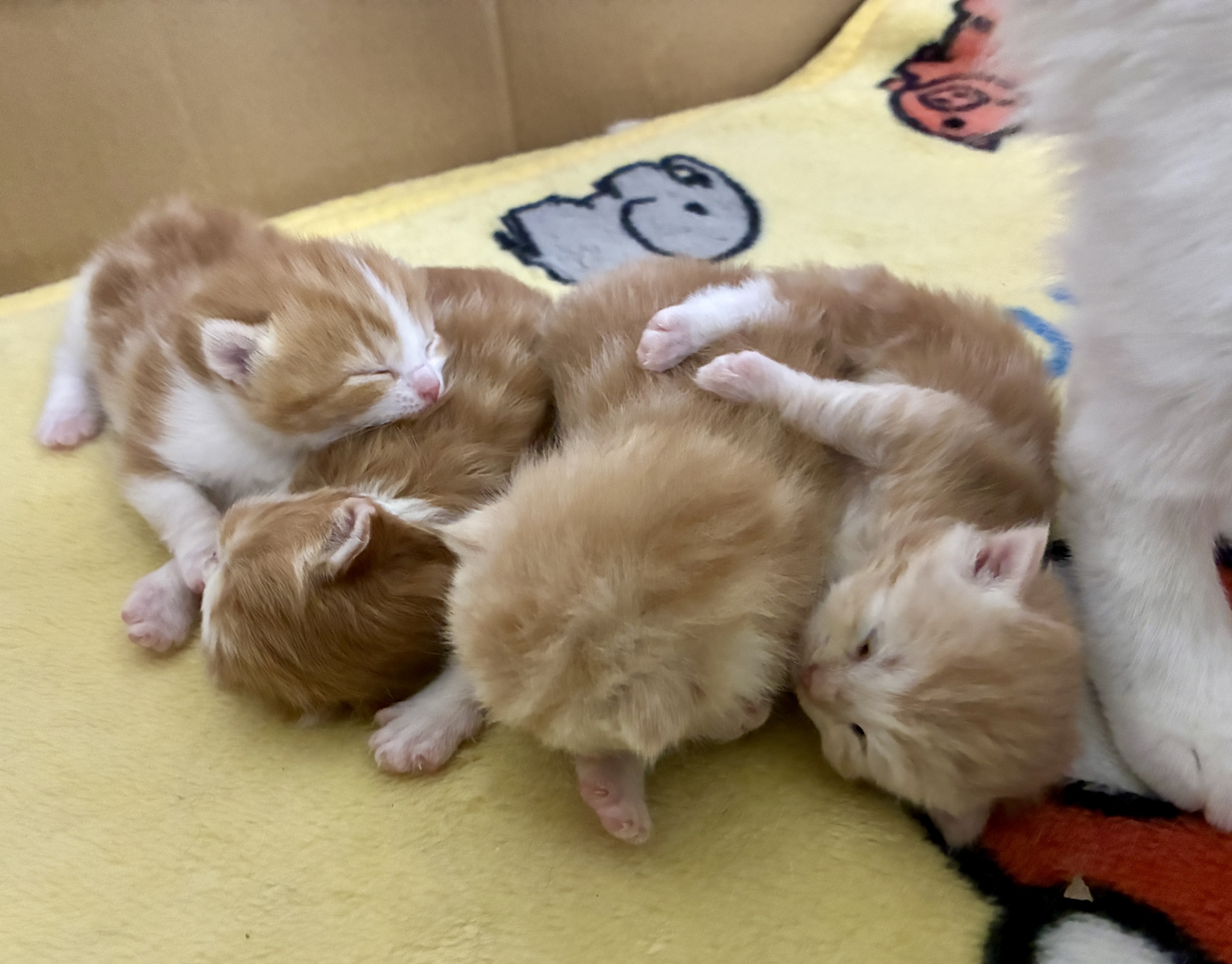 スコティッシュフォールド