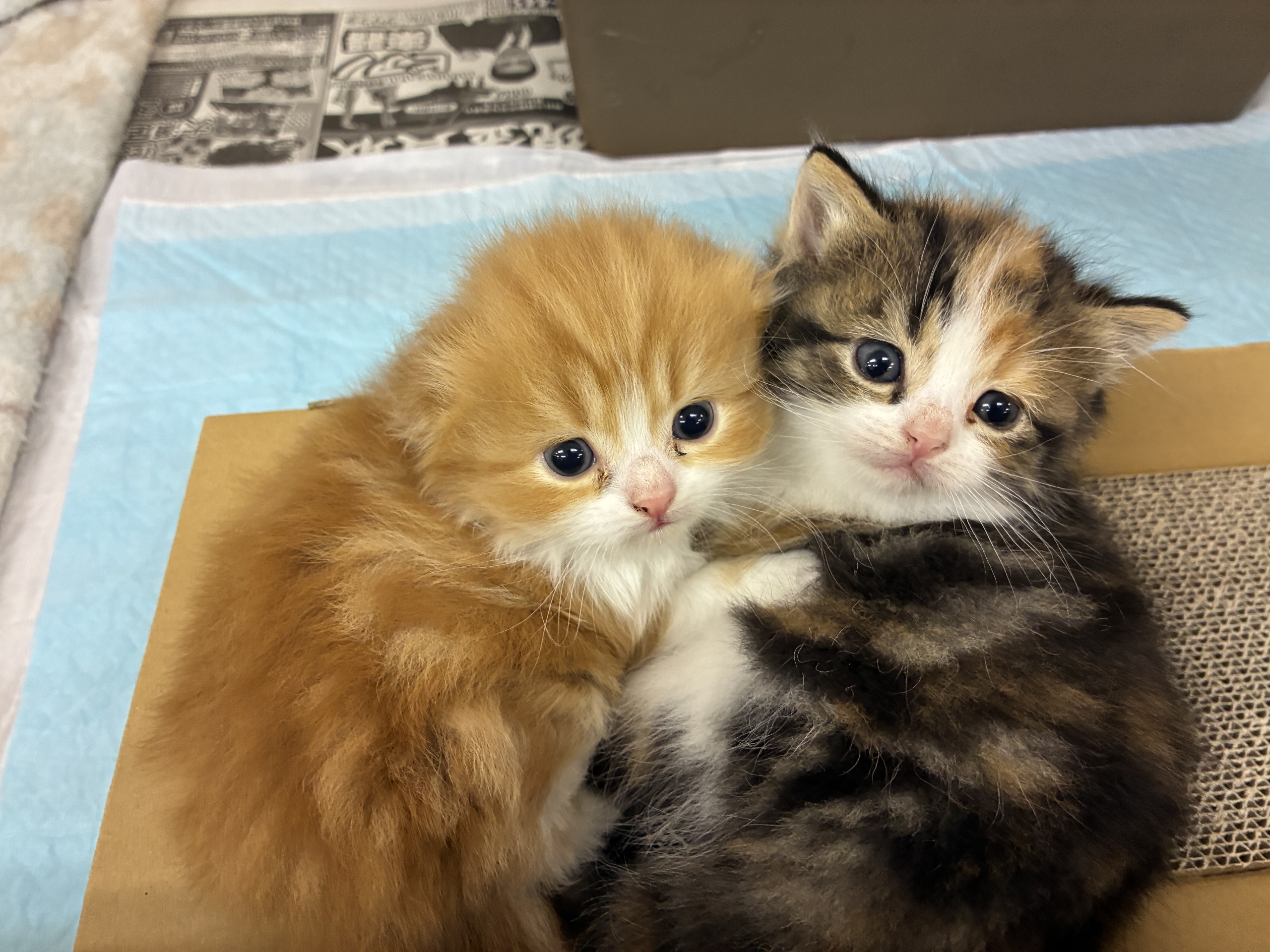 ペットハウス赤ずきん | 草津市矢橋にあるペットハウス｜犬・猫